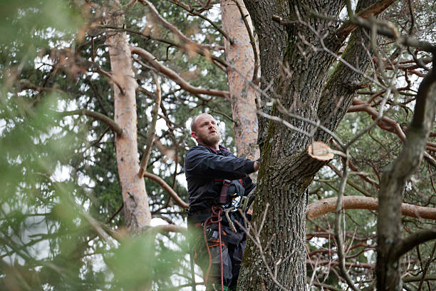 Best Tree Preservation Services  in Vista Center, NJ